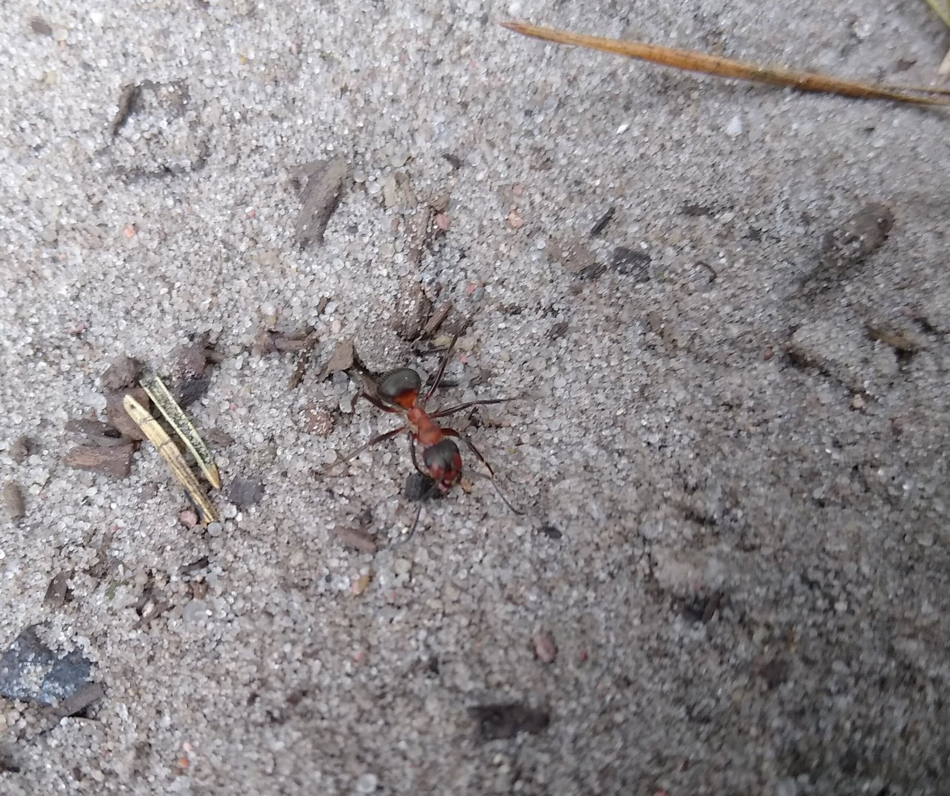 wielka mrówka